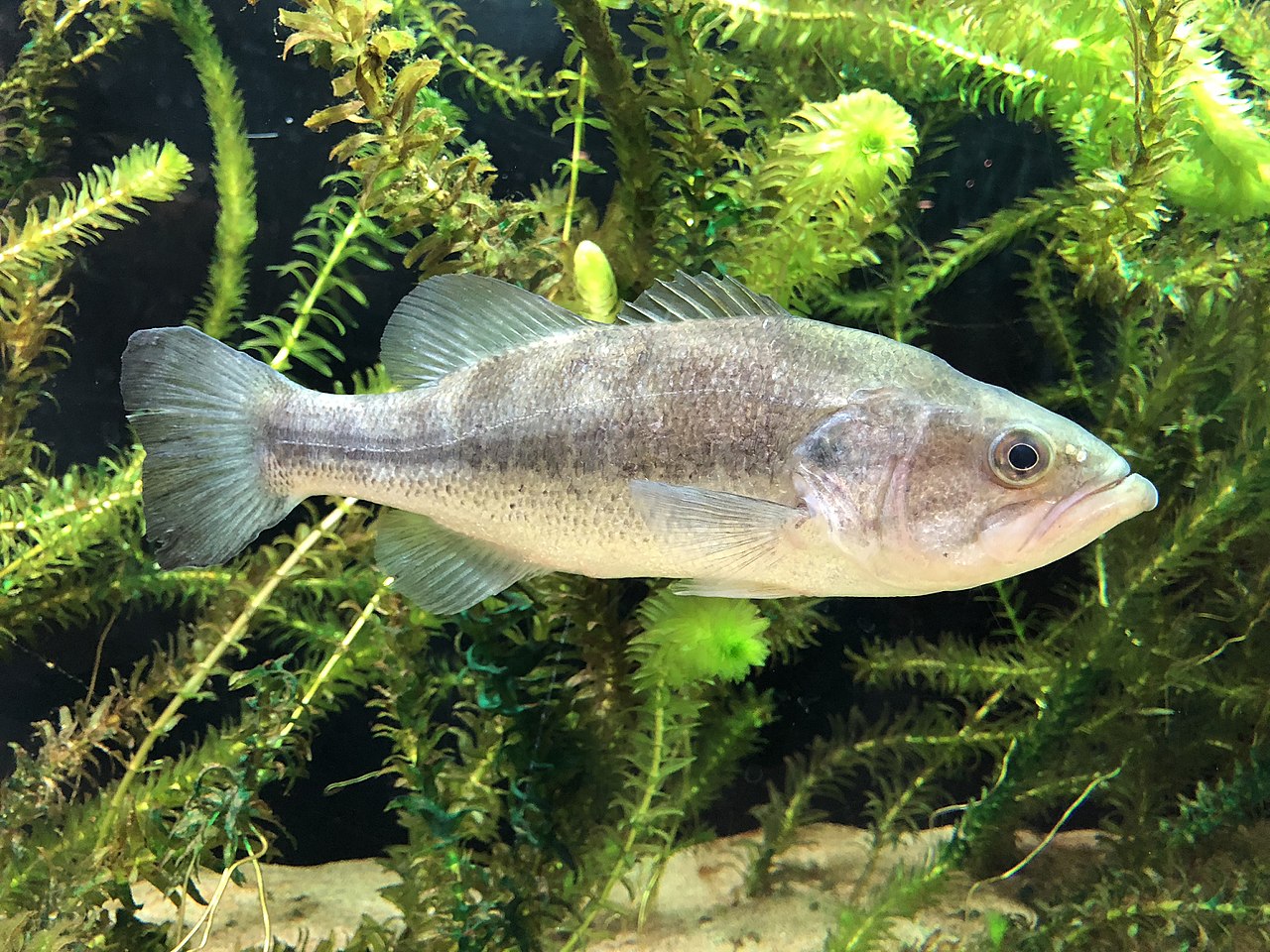 Hetven éves múzeumi halgyűjtemény példányaiban is találtak mikroműanyagot! Hetven éves múzeumi halgyűjtemény példányaiban is találtak mikroműanyagot!