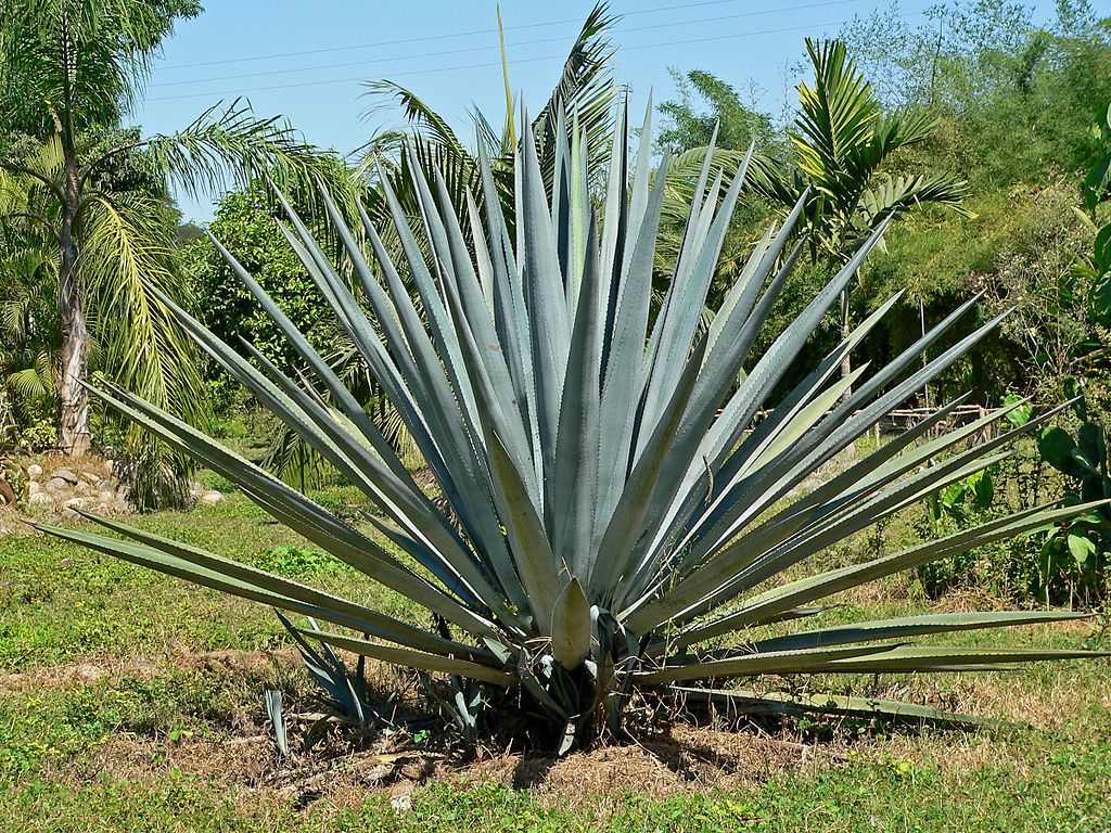 A tequila alapanyagából készítenének bioüzemanyagot ausztrál kutatók A tequila alapanyagából készítenének bioüzemanyagot ausztrál kutatók
