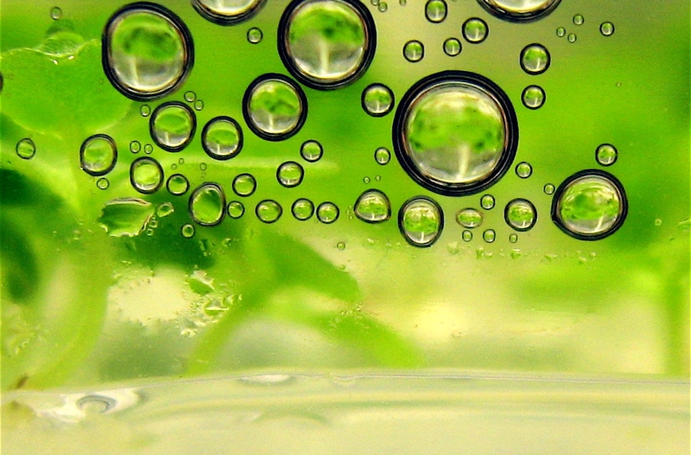 A szabadegyházi Hungrana Kft. újabb biomassza erőművet épít. A szabadegyházi Hungrana Kft. újabb biomassza erőművet épít.
