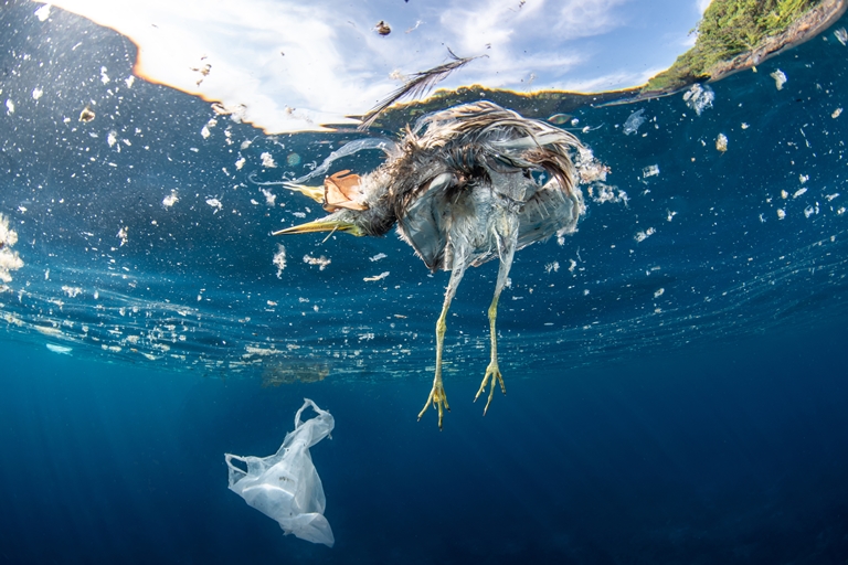 Foto WWF